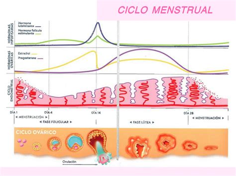 Ciclo Menstrual De La Mujer