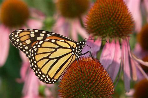 Even Monarch Butterflies Summer On The Vineyard The Vineyard Gazette
