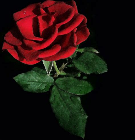 Download Gambar Bunga Mawar Merah On Itlcat