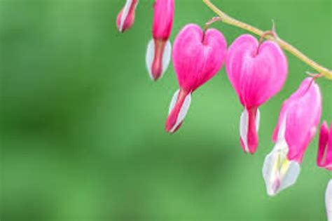 Amore Pink Bleeding Heart Seeds 10 Per Pack Etsy New Zealand