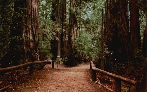 Pathway Through The Redwoods Santa Cruz Ca