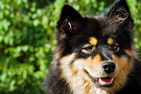 Are Finnish Lapphunds Healthy