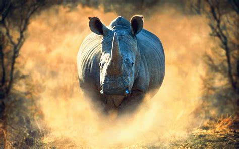 Download Wallpapers Rhino 4k Africa Running Rhinoceros