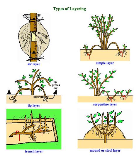 Plant Propagation Techniques Layering Plants การปลูกพืช ปลูกผัก