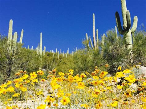 So Far So Good For Southern Arizonas Wildflower Prospects Local