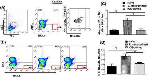 Nk Cells Expand And Persist In The Spleen Of E Muris But Not