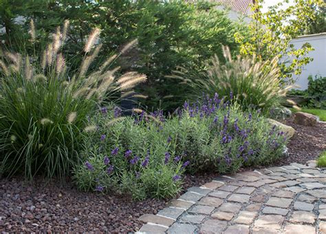 Er nimmt in diesem beet den gepflanzten stauden ganz schön platz weg, aber die hummeln lieben ihn, da bleibt er. Lavendel im Garten