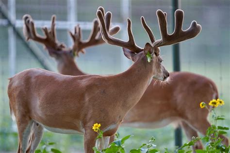 M3 Whitetails Pretty Clean Looking Buck Coming Right Along Deer