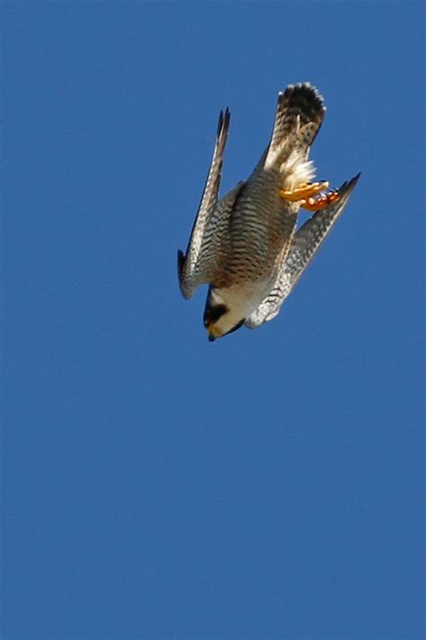 Often a falcon can be seen circling a church spire, snatching suddenly at one of the hundreds of wild pigeons that are the scourge of. Peregrine Falcon - fastest diving bird in a dive ( stoop ) can reach speeds at over 200 miles ...