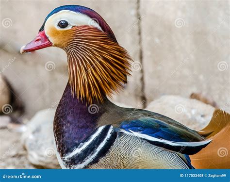 Beautiful Mandarin Duck Colorful Bird Stock Photo Image Of Feathers