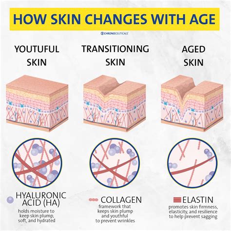 Dermachron® Elastin Collagen Skin Structure