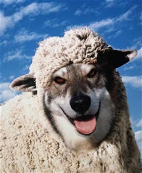 Diyakini kulit dan bulu domba secara alami memiliki banyak manfaat untuk kesehatan. RaYa TuMBeL: Nafsu Berbaju Cinta = Serigala BerBuLu Domba