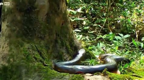 Hunting Python In The Amazon The Horror Images Caught On Camera By