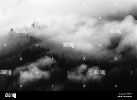 Pine Trees Black And White Stock Photos And Images Alamy