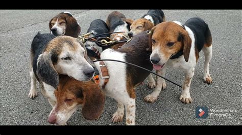 Beagles Hunting Rabbits Off Season Running July 17th 2021 Youtube