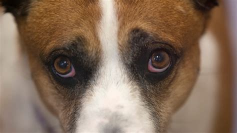 Puppy Dog Eyes Dogs Evolved Eyebrow Muscle To Help Bond With Humans