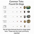 So You Found A Tick On Your Dog, Here's What You Should Do Next - My ...