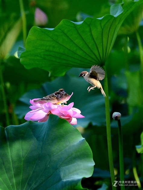 Pin By Flowers In Heart On Lotus Lotus Flower Pictures Pretty Birds