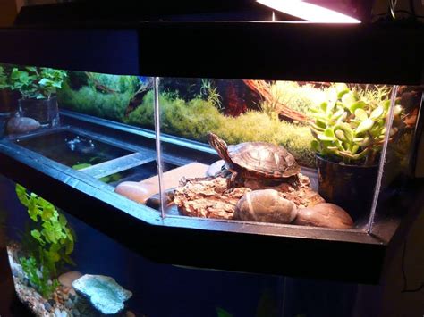 Turtle Tank Squirt Fish Tank Ideas Pinterest