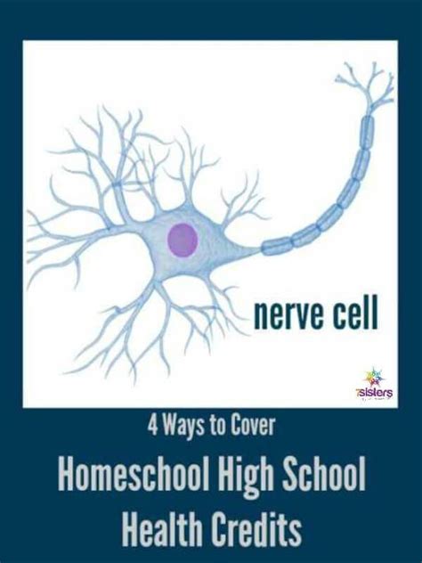 4 Ways To Cover Homeschool High School Health Credits High School