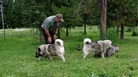 Norwegian Elkhound Puppies At 5 Weeks Old Youtube