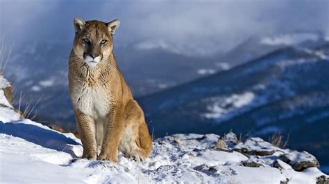 Pumas Wallpapers 75 Pictures