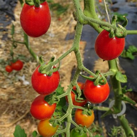 Plants Tomates Cerise Rouge 100 Bio Plantzone