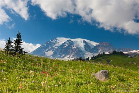 Mount Rainier Paradise Wildflowers Washington Living Wilderness Nature Photography