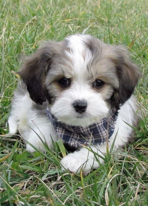 Cavachon Puppies Available In Al Ak Ar Az Ca Co Ct De Fl Ga