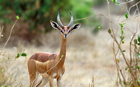 6 Of The Most Astounding Animals In Kenya Kuoni Travel
