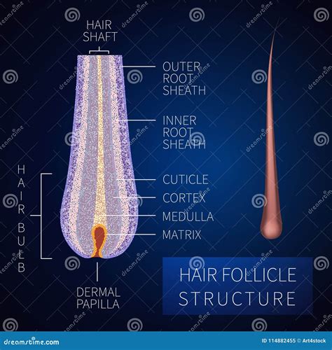 Hair Follicle Structure Cartoon Vector 114882455