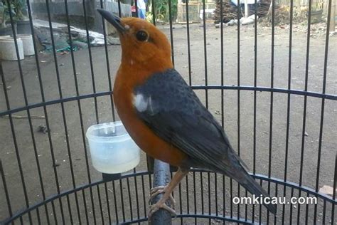 Home » budidaya burung » perbedaan jantan dan betina anis kembang. Perbedaan burung jantan dan betina