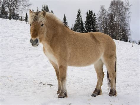 3 Small Draft Horse Breeds With Pictures Pet Keen