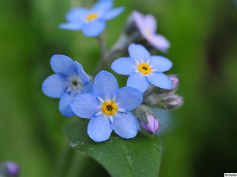 Click on image to view plant details. Tiny blue flowers 2 - GardenBanter.co.uk