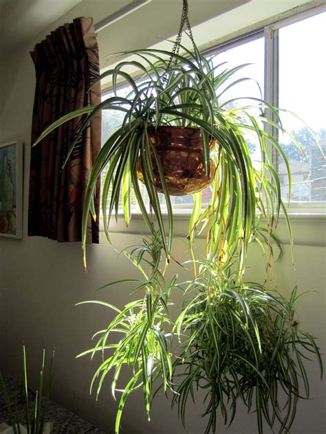 Nothing Creepy Everything Lovely About Spider Plants