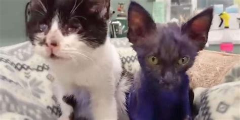 Purple Kittens New Friend Picks Up His Color From So Much Snuggling