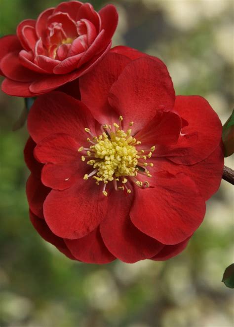 Maybe you would like to learn more about one of these? Double Take Scarlet™ - Quince - Chaenomeles speciosa ...