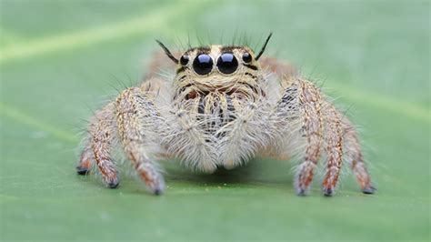 The venom in a black widow spider is reported to be fifteen times stronger than a rattlesnake's. Karma - Wayward Sparkles