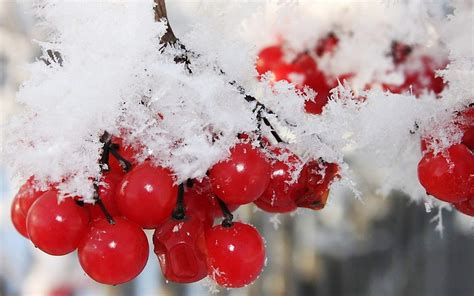 Nature Winter First Snow Red Berries Fruits Cranberry Wallpapers
