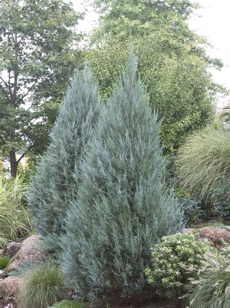 Rocky Mountain Juniper Wichita Blue Plant Profile Sylvan Gardens