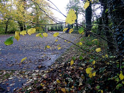 Fallen Leaves Cranny Car Park © Kenneth Allen Cc By Sa20 Geograph