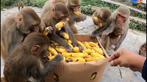 A Group Of Monkeys Eat Banana Feeding Banana Youtube