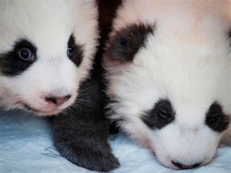 In Photos Meet Berlin Zoos Twin Pandas News Photos Gulf News