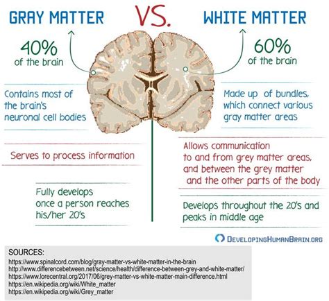 Gray Matter Vs White Matter Brain Anatomy And Function Brain Anatomy