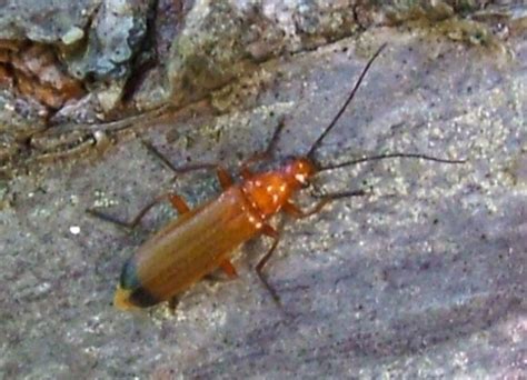 Red Soldier Beetle Rhagonycha Fulva Bugguidenet