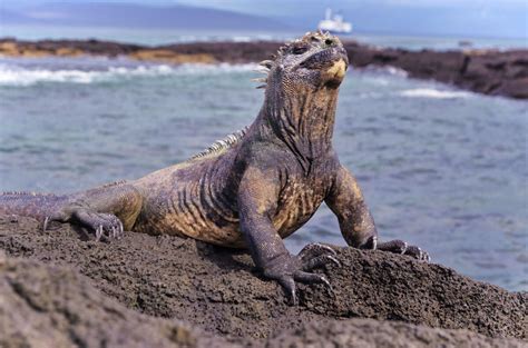 How To Visit The Galapagos Islands Without A Cruise A Complete Guide
