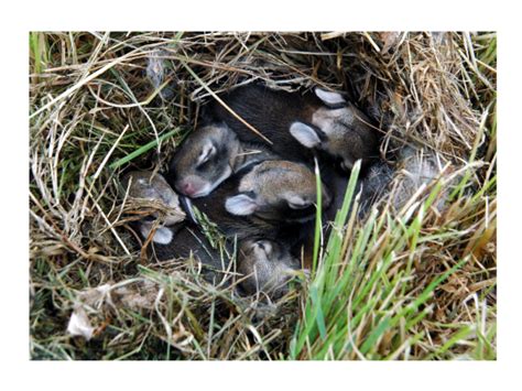 Bunny Nests In Yard What Does A Baby Rabbit Nest Look Like · Hobby