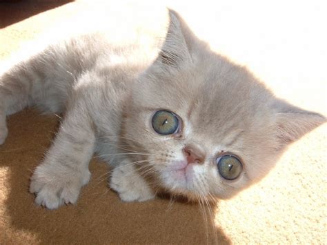 Munchkin Cat Exotic Shorthair Best Cat Wallpaper