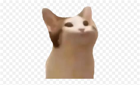 Popcat Meme  Bop Cat Meme Pngcat Meme Icon Free Transparent Png
