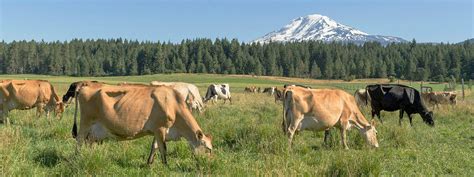 Pasture Raised Cows Belong In The Fields Organic Valley